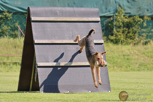 Airedale Terrier Zino von Haus Schirmer